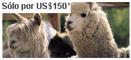 Promo-Puno